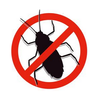 insecten insecten