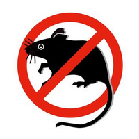 ratten, muizen ratten, muizen