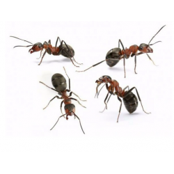 EFFECT, mierenpoeder, Permethrin,